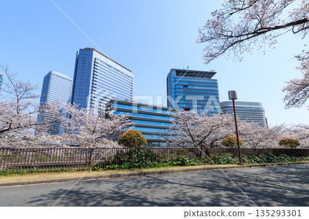 大阪城公園和大阪商務園區的櫻花(大阪府大阪市中央區) 大阪城公園和大阪商務園區的櫻花(大阪府大阪市中央區) 135293301