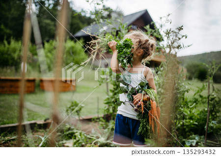 Little girl holding freshly harvested vegetables in home garden. Little girl holding freshly harvested vegetables in home garden. 135293432