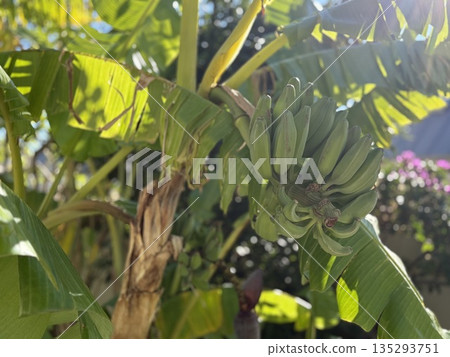 Banana plant with unripe green bananas in tropical garden under bright sunlight 135293751