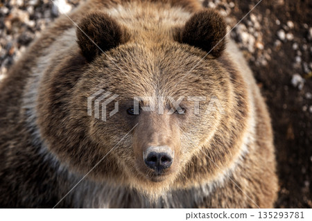 Grizzly bear in a dense forest habitat 135293781