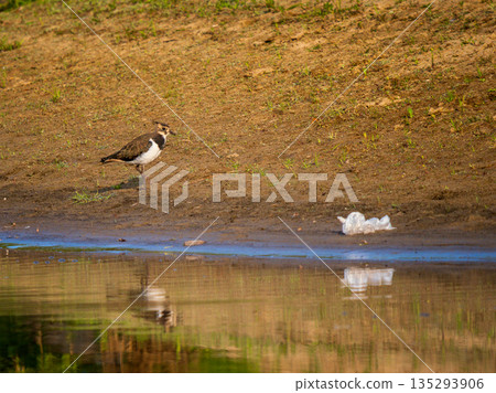 Northern Lapwing or Vanellus vanellus stands by water edge near plastic bag. Northern Lapwing bird and growing pollution of environmental threats. Ecological concept, wildlife habitat degradation 135293906