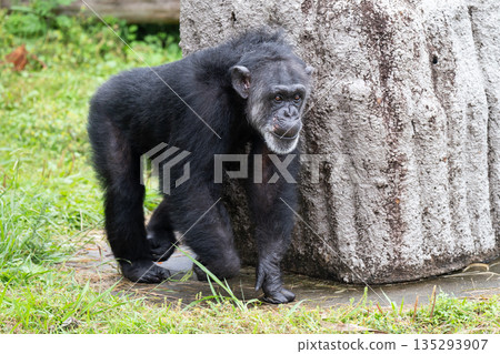 冒險世界裡的黑猩猩在岩石上行走 135293907