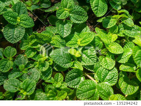 Close-up of fresh green spearmint plant 135294242