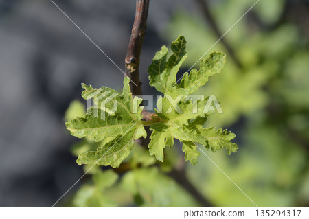 Fig Ice Crystal Fig Ice Crystal 135294317