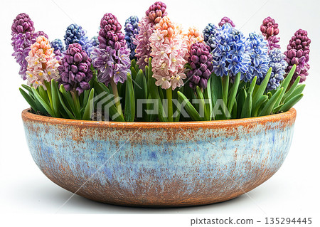 Rustic style. Hyacinth plant with purple flowers on a white background. Potted spring plant. Rustic style. Hyacinth plant with purple flowers on a white background. Potted spring plant. 135294445