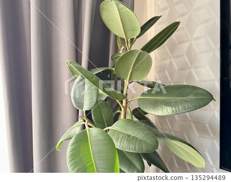 Homemade ficus flower in a white outdoor pot in the living room 135294489