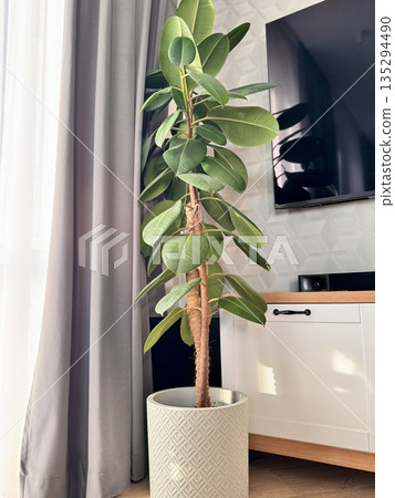 Homemade ficus flower in a white outdoor pot in the living room 135294490