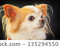 Chihuahua dog of white and red color on a black background. 135294550