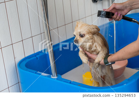 Cute Pomeranian at the grooming. Dog in the shower. Cute Pomeranian at the grooming. Dog in the shower. 135294653