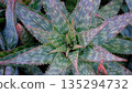 A captivating top-down close-up view of a green Aloe succulent plant showcasing its unique geometric rosette pattern.  135294732