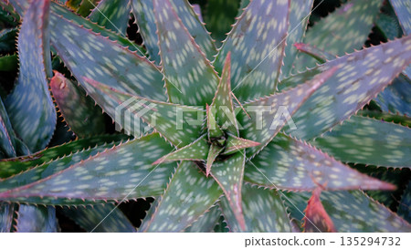 A captivating top-down close-up view of a green Aloe succulent plant showcasing its unique geometric rosette pattern.  135294732