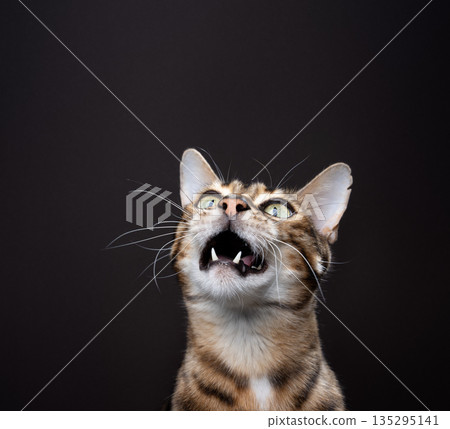 bengal cat looking up curiously bengal cat looking up curiously 135295141