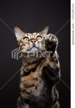 brown bengal cat raising paw brown bengal cat raising paw 135295143