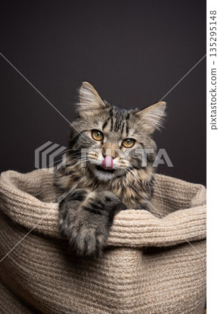 maine coon cat inside of pet bed maine coon cat inside of pet bed 135295148