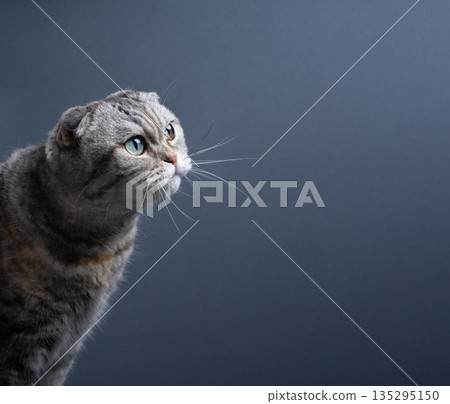 three-quarter front view of scottish fold cat 135295150