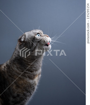 side view of scottish fold cat side view of scottish fold cat 135295154