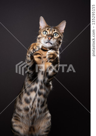 playful bengal cat in motion on brown background playful bengal cat in motion on brown background 135295155