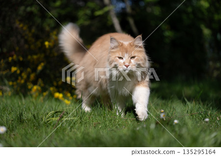 longhair cat roaming in sunny garden longhair cat roaming in sunny garden 135295164