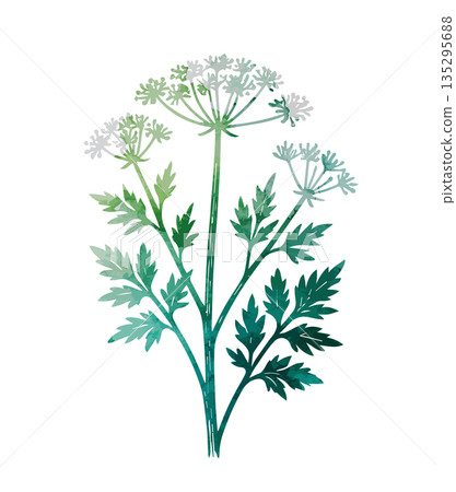 blooming dill on a white background . Hand drawn. Not AI, vector illustration. 135295688