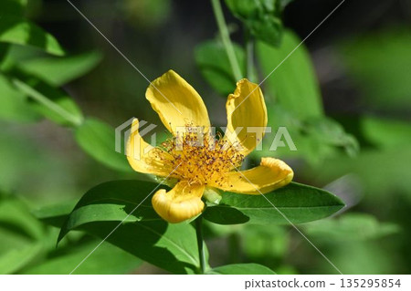Tomoe-sou, a beautiful yellow flower with distorted petals shaped like a comma, seen in Kamikochi, Shinshu. Tomoe-sou, a beautiful yellow flower with distorted petals shaped like a comma, seen in Kamikochi, Shinshu. 135295854