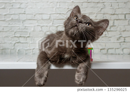 Beautiful gray cat on a brick wall background 135296025