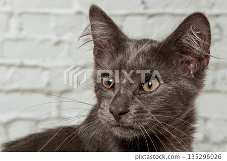 Beautiful gray cat on a brick wall background 135296026