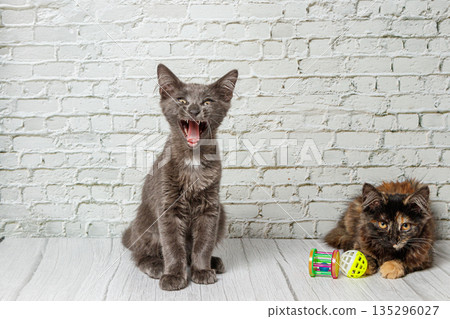 Beautiful couple of gray cat boy and girl on a brick wall background Beautiful couple of gray cat boy and girl on a brick wall background 135296027