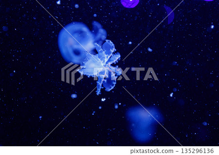 macro of a beautiful jellyfish stomolophus meleagris 135296136