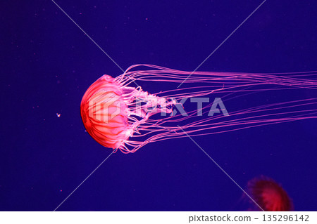 macro of a beautiful jellyfish chrysaora pacifica macro of a beautiful jellyfish chrysaora pacifica 135296142
