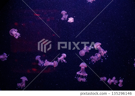 macro of a beautiful jellyfish phyllorhiza punctata 135296146
