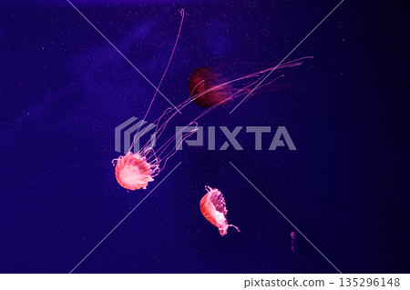 macro of a beautiful jellyfish chrysaora quinquecirrha 135296148