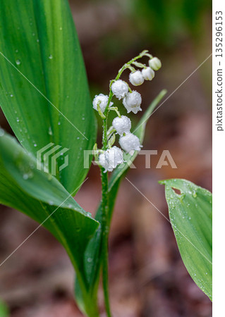 Beautiful spring blooming lilies of the valley with drops of flowers dew 135296153