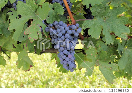 A bunch of ripe purple wine grapes hanging from a vine with green leaves. Beautiful sunlight in a vineyard during the harvest season in Italy. A bunch of ripe purple wine grapes hanging from a vine with green leaves. Beautiful sunlight in a vineyard during the harvest season in Italy. 135296580