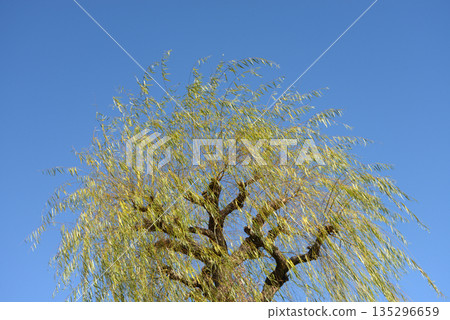 willow willow 135296659