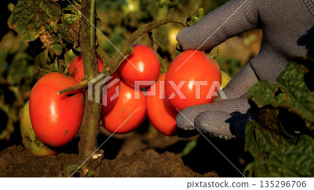 A gloved farmer's hand takes a ripe red tomato on a tomato bush and checks it for ripeness. 135296706