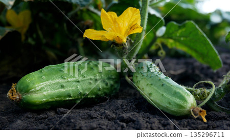 Ripe cucumbers on the bush along with green gudina, next to a cucumber flower. Ripe cucumbers on the bush along with green gudina, next to a cucumber flower. 135296711