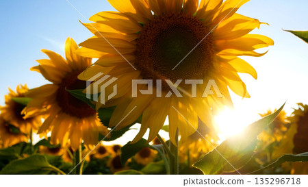 Vibrant field of blooming sunflowers stretches to the horizon under a clear blue sky. Vibrant field of blooming sunflowers stretches to the horizon under a clear blue sky. 135296718