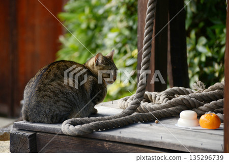 New year cat 135296739