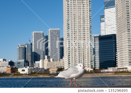 百合海鷗線,背景是晴海的摩天大樓 百合海鷗線,背景是晴海的摩天大樓 135296895