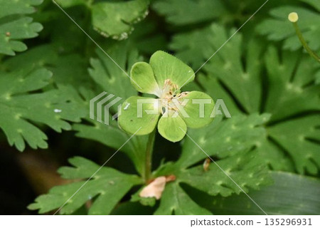 產於信州上高地的綠花萼草，其萼片形似花瓣，是一種獨特的綠色花朵。 135296931