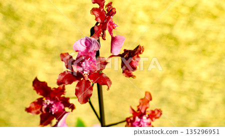 Red flower oncidium Red flower oncidium 135296951