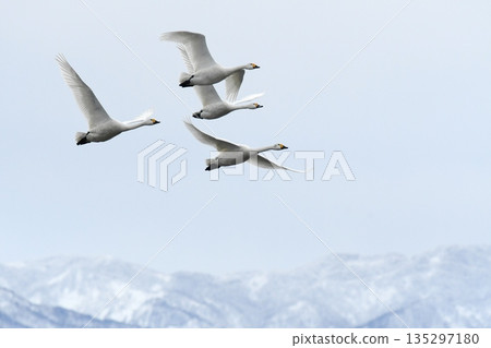 Swan flying, mountain background 135297180