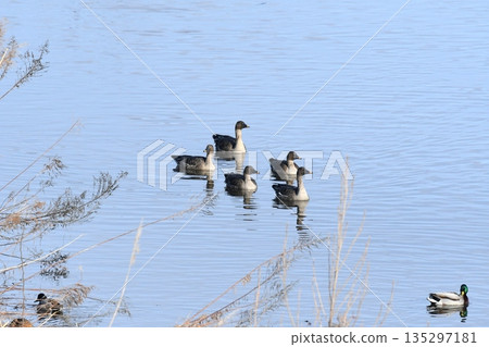 Swimming Bean Goose Swimming Bean Goose 135297181