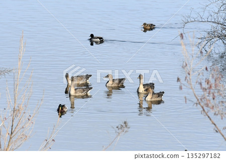 Swimming Bean Goose 135297182