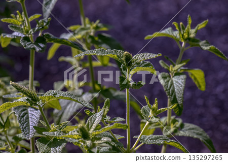 Lemon balm green leaves. Organic farming. Herbal plant in the wild nature. Many fresh green leaves of lemon balm or Melissa officinalis. Melissa leaf. 135297265