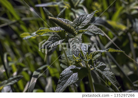 Lemon balm green leaves. Rural nature. Organic farming. Herbal plant in the wild nature. Many fresh green leaves of lemon balm or Melissa officinalis. 135297266