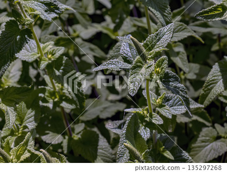 Lemon balm green leaves. Rural nature. Organic farming. Herbal plant in wild nature. Many fresh green leaves of lemon balm or Melissa officinalis. Melissa leaf. Lemon balm green leaves. Rural nature. Organic farming. Herbal plant in wild nature. Many fresh green leaves of lemon balm or Melissa officinalis. Melissa leaf. 135297268