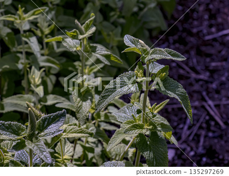 Lemon balm green leaves. Rural nature. Organic farming. Herbal plant in the wild nature. Many fresh green leaves of lemon balm or Melissa officinalis. Melissa leaf. Lemon balm green leaves. Rural nature. Organic farming. Herbal plant in the wild nature. Many fresh green leaves of lemon balm or Melissa officinalis. Melissa leaf. 135297269