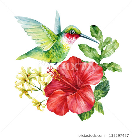 Hummingbird and red Hibiscus Flowers Set, Watercolor Tropical Bird Botanical Clipart Isolated on White Hummingbird and red Hibiscus Flowers Set, Watercolor Tropical Bird Botanical Clipart Isolated on White 135297427
