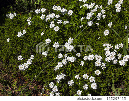 White beauty flowers of Iberis saxatilis or rock candytuft in early spring garten White beauty flowers of Iberis saxatilis or rock candytuft in early spring garten 135297435